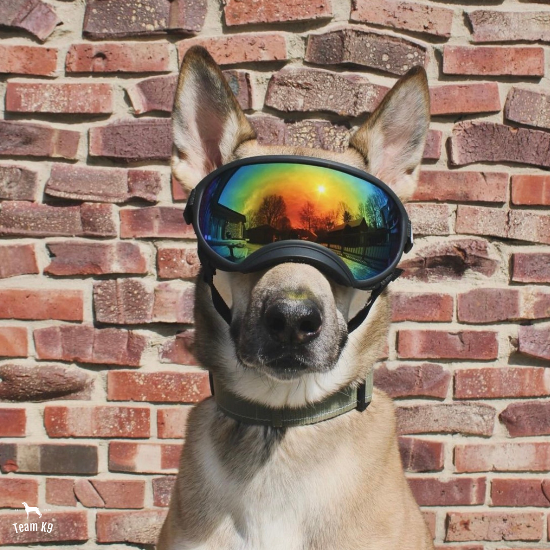 Hundebrille verstellbarer Augenschutz für aktive Hunde verspiegelte Regenbogenlinse Herbst 2025 Trend