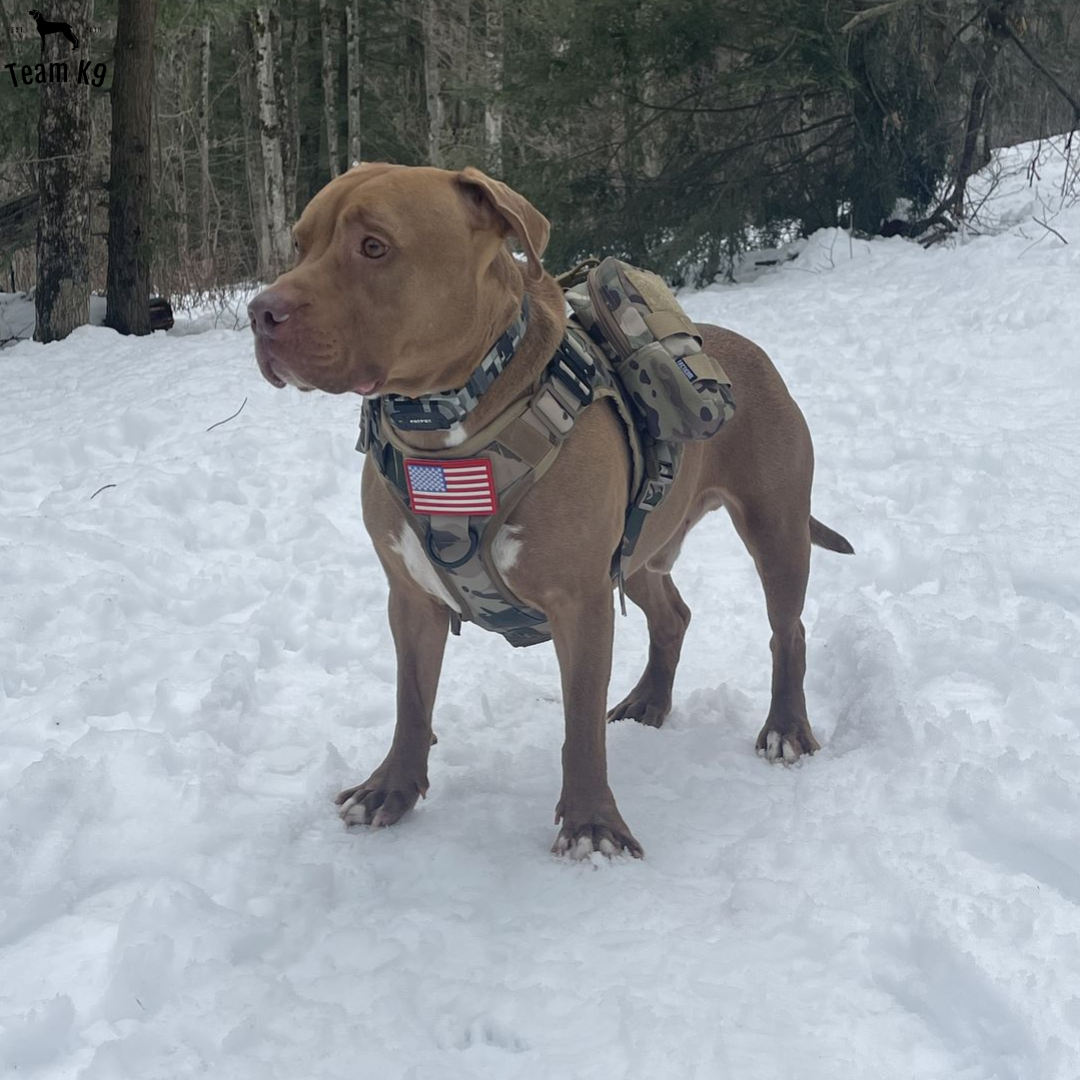 Tactical Dog Harness No-Pull With Front And Back D-Rings Quick-Release Buckles Top Handle Heavy-Duty Training