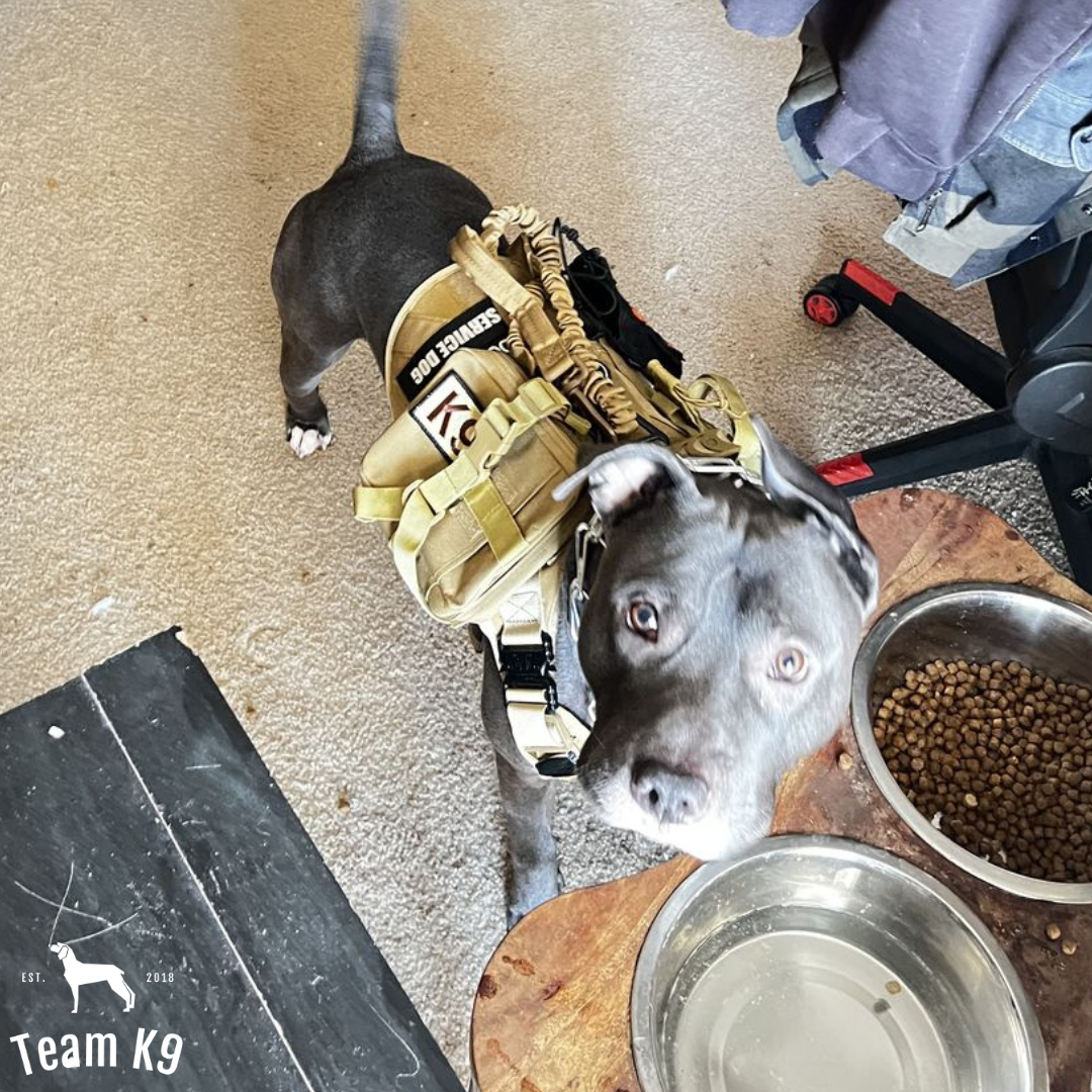 Taktisk hundesele system alt-i-en træningspakke sele uden træk MOLLE lommer rejse vandskål ferie 2025