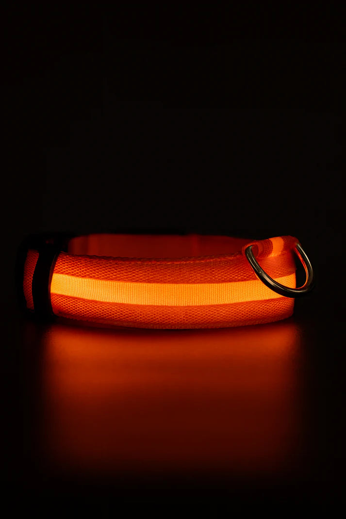 LED hondenhalsband oplaadbaar lichtgevend kleine hond nachtelijke wandelingen herfst 2025 knipperend anti-verloren veiligheid