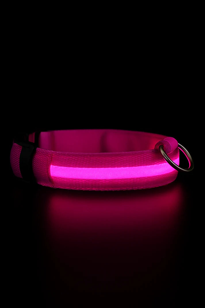 LED hondenhalsband oplaadbaar lichtgevend kleine hond nachtelijke wandelingen herfst 2025 knipperend anti-verloren veiligheid