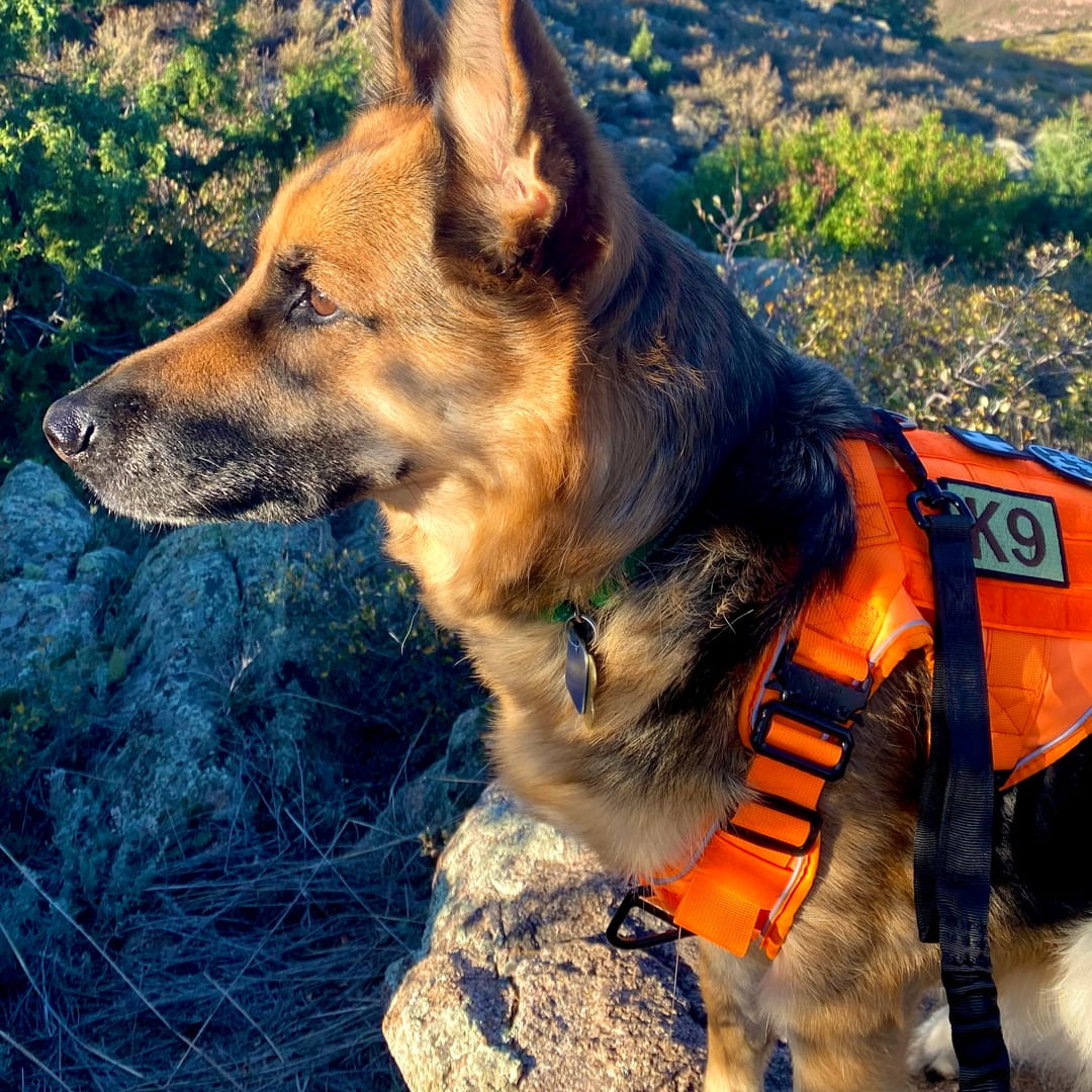 Dog Harness No-Pull Tactical Front Clip With 4 Quick-Release Buckles Reflective Strips Top Handle Fall 2025